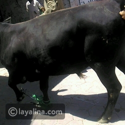 فنان مصري يعلق على فيديو سحله من قبل عجل في عيد الأضحى