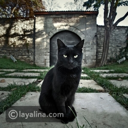 فيديو: 10 أشياء تجلب لك "النحس".. هل رأيت قطة سوداء اليوم؟