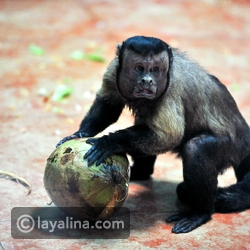 شاهد: قرد بوجه بشري فاشل في الحب.. تعرف على السبب