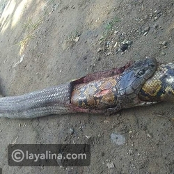 فيديو: مشهد يحبس الأنفاس أفعى تبتلع ثعبان سام