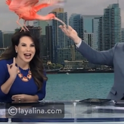 طائر كبير يقف على رأس مذيعة خلال تقديم النشرة